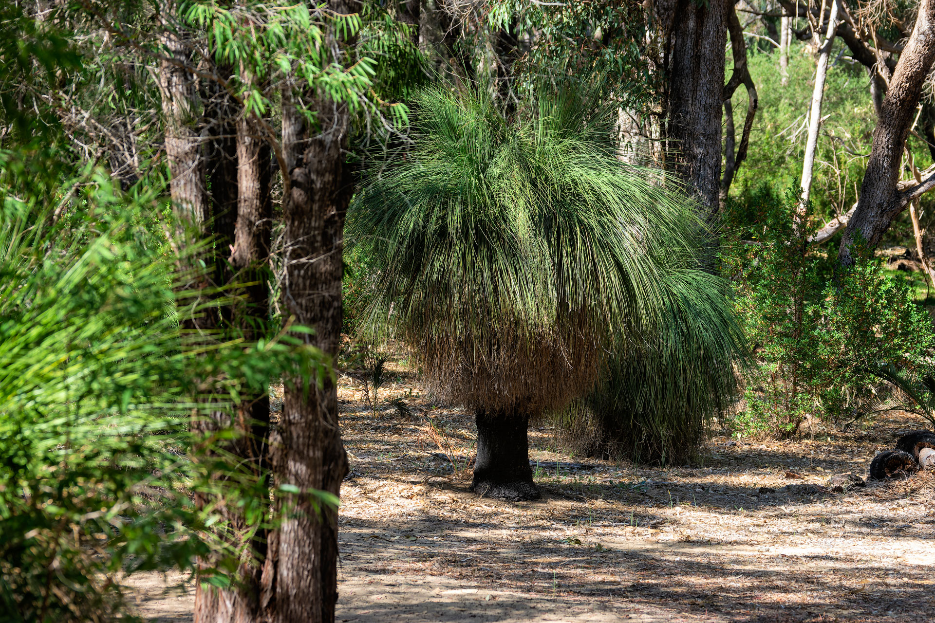 Yanchep National Park